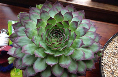 观音莲花-图片3