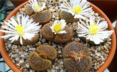 生石花图谱-图片3