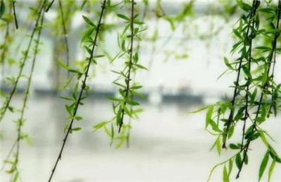 垂柳价格-图片2