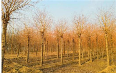 金丝垂柳-图片3