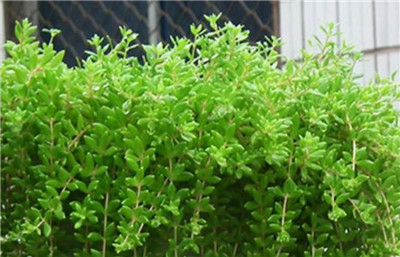 垂盆草图片-图片1