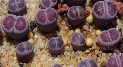 生石花图谱-图片4