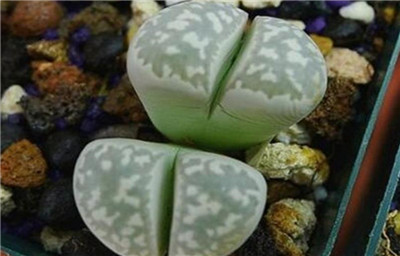 生石花图谱-图片5