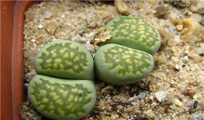 生石花图谱-图片6