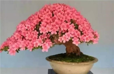 杜鹃花盆景图片-图片1