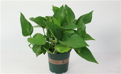 绿萝有毒吗-图片2