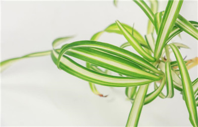 吊兰开花-图片1