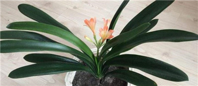 君子兰图片-图片1