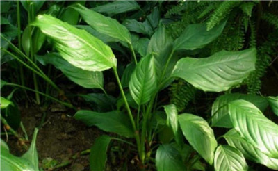 万年青图片-图片1