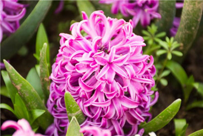 风信子代表什么-图片2