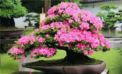 杜鹃花盆景图片-图片2