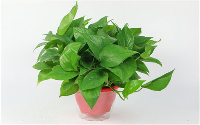 绿萝有毒吗-图片1