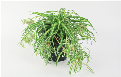 吊兰开花-图片2