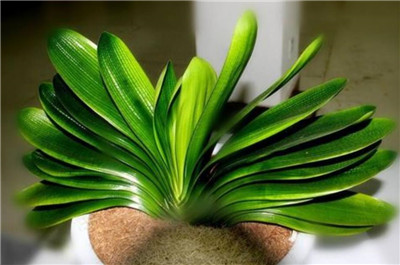 君子兰图片-图片2