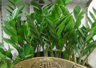 金钱树怎么养-图片2
