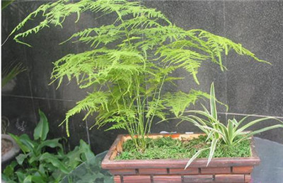 文竹图片-图片3