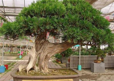 水杉价格-图片3