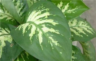 万年青图片-图片3