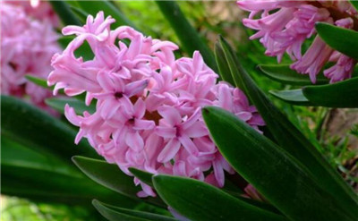 风信子代表什么-图片1