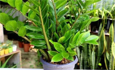 金钱树怎么养-图片1