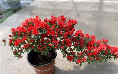 杜鹃花盆景图片-图片3