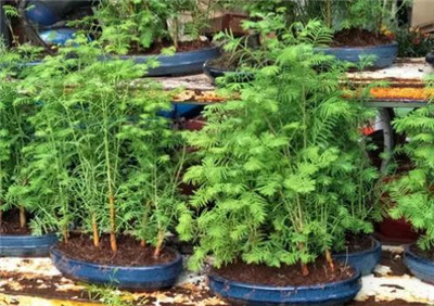 水杉价格-图片2