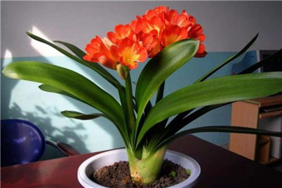 君子兰图片-图片4