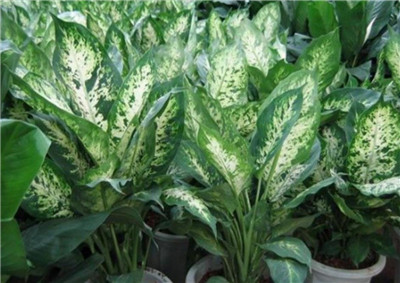 万年青图片-图片4