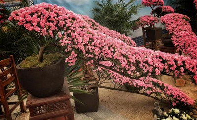杜鹃花盆景图片-图片4