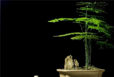 文竹图片-图片4