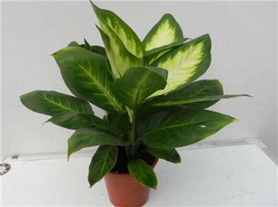 万年青图片-图片5