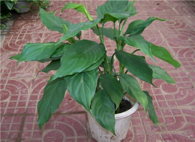 万年青图片-图片6