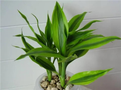 富贵竹叶子发黄怎么救，富贵竹叶子发黄怎么办-图片1