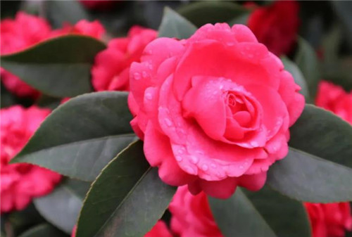 山茶花图片及资料,3分钟快速深度了解山茶花-图片1