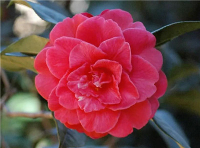 茶花的养殖方法和注意事项，茶花怎么养长得好-图片2