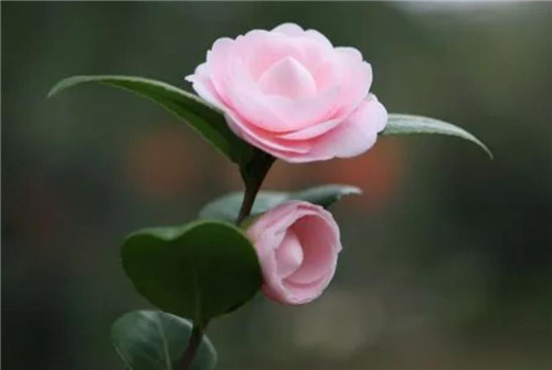 山茶花图片及资料,3分钟快速深度了解山茶花-图片4