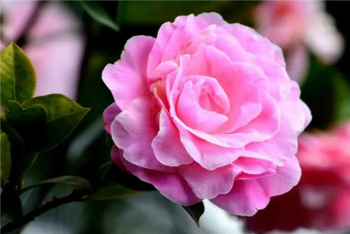 山茶花图片及资料,3分钟快速深度了解山茶花-图片6