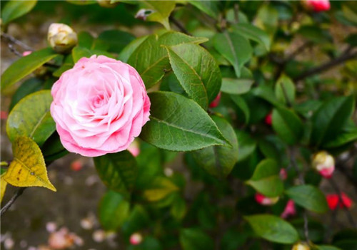 山茶花图片及资料,3分钟快速深度了解山茶花-图片7