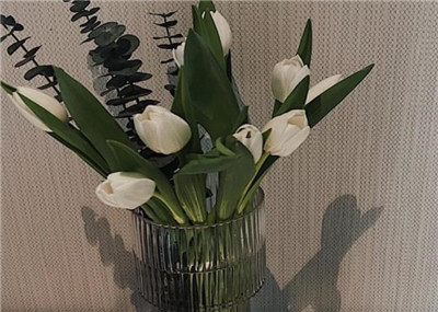 郁金香怎么养长得好,郁金香的养护方法和注意事项-图片1