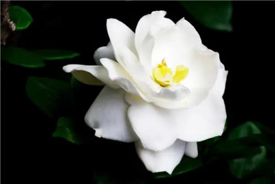 栀子花的养殖方法和注意事项,栀子花怎么养长得好-图片1