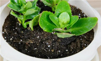 长寿花的养殖方法和注意事项，长寿花怎么养长得好-图片1