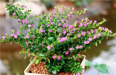 满天星的养殖方法和注意事项,满天星怎么养长得好-图片1