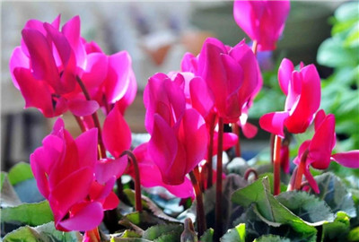 仙客来的养殖方法和注意事项,仙客来怎么养长得好-图片1