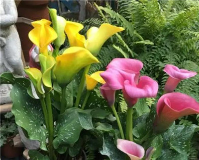 马蹄莲的养殖方法和注意事项,马蹄莲怎么养长得好-图片1