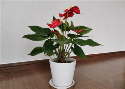 红掌的养殖方法和注意事项-图片1