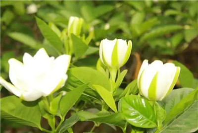 栀子花的养殖方法和注意事项,栀子花怎么养长得好-图片2