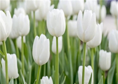 郁金香怎么养长得好,郁金香的养护方法和注意事项-图片2