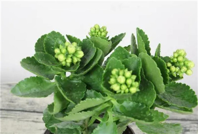 长寿花的养殖方法和注意事项，长寿花怎么养长得好-图片2