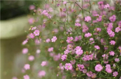 满天星的养殖方法和注意事项,满天星怎么养长得好-图片2