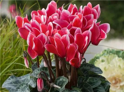 仙客来的养殖方法和注意事项,仙客来怎么养长得好-图片2